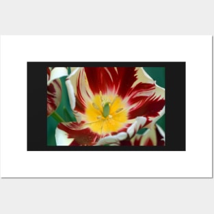 TULIP Posters and Art